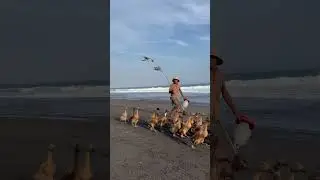 Beach Stroll with a Flock of Ducks