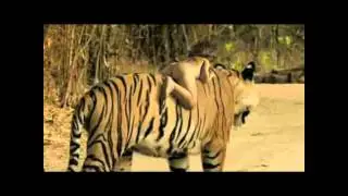 El mundo seg&uacute;n Tippi
