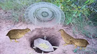 Amazing Quick Unique DIY Bird Trapping Technique Using Plate And Hole