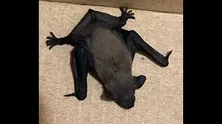Šišmiš Dragec - leti li itko brže od njega