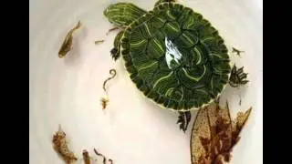 3D Animals Painted in Layers of Resin By Keng Lye