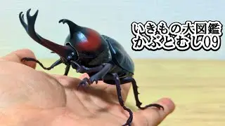 【神ガチャ】最新のカブトムシのガチャが最高すぎる！！【いきもの大図鑑かぶとむし09】