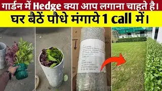 घर बैठे मंगवाएँ Hedge Plant ऑनलाइन पौधे मंगवाने की Step by Step Guide | Best Hedge plant for School