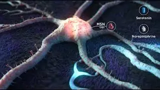 Understanding How Dopamine Affects Movement &ndash; and How It&rsquo;s Treated
