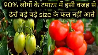 टमाटर में बड़े बड़े Size के ढेर सारे टमाटर कैसे पाएं।How to get maximum fruiting from tomoto plant।