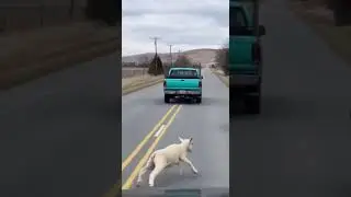 A Clever Survival Strategy Used By A Lamb Against A Bear