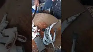 Kola fish cutting / Fish Cutting Videos