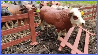 O TOURO QUEBROU A CERCA E O GADO INVADIU A LAVOURA #chapeudogato