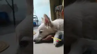 Nhi rah skta tere bina🥺💯🤧 vapas aja #sdhouse #dog #minivlog #shorts #barking