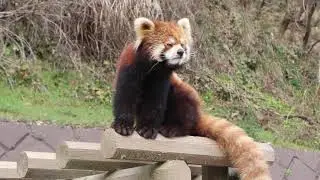 西山動物園　レッサーパンダ　モッチー（挙動不審ｗｗ）