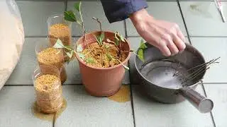 挑戰櫻花的扦插