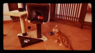 Tibberio vs Nemo