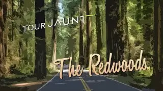 Tour Jaunt: The Redwoods 360 video