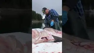 Large Alaska halibut fillets!