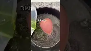 How to clean your beauty blender! #makeuphacks #cleaninghacks #IPSY