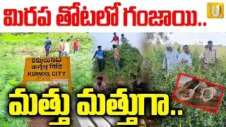 Police Bust Ganja Cultivation In Kurnool | కర్నూలులో గంజాయి సాగు | Chippagiri | Kurnool Ganja News
