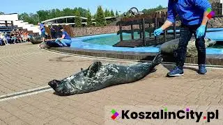 Sea Park Sarbsk 🐳, czyli Fokarium w Łebie 🐬 Zobacz pokazy fok oraz atrakcje w parku!