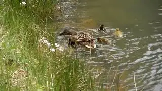 Wildente mit ihren Küken zum ersten Mal im Teich