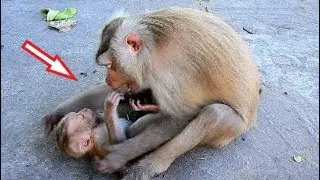 Million Pity, Adorable baby Rocky, Why Mom Angry Bite Cry Loudly like this? Rocky Is too Small one.