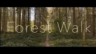 Forest Walk - Bonn, Venusberg, Kottenforst - 4K iPhone 12 Pro Max Cinematic