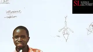 Asteraceae  part 1 vegetative structures and floral characters