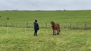 @TheAnalogueHorsewoman gets an Exmoor 21: Stalking the pony