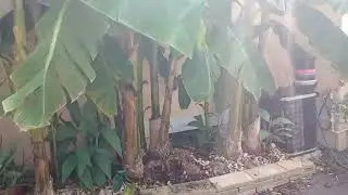 🌴full garden update 🤗🌴❤️Sat. Aug 24, 2024🌴Jose's Tropical Garden central NJ 🌴