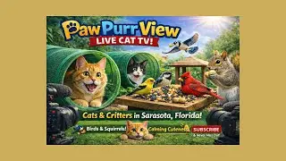 Rescue Cats React to Birds & Squirrels Eating Live