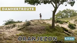 Oranjezon I Damhertroute