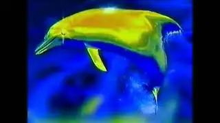 Grammnet Productions/Paramount Television (1995)