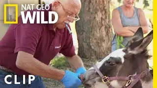 Mini Donkey Gets Stitched Up | The Incredible Dr. Pol
