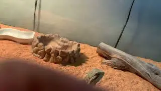 My pet lizard Moggey ￼is sonic￼￼