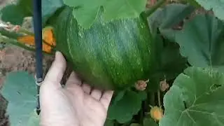 Results of Saving Cross Pollinated Seeds In Backyard Gardening🌱