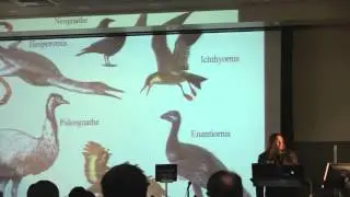 The Monkey & Turtle Controversies