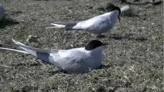 arctic tern nesting in north iceland (video by ben&hanny)