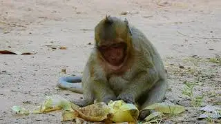 Oh! sweet pea monkey shout loudly cuz hungry.