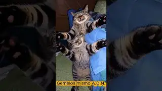 Gatos GEMELOS bailan y son asustados TRUMP. -Gatos Divertidos bailando - Vida gatitos.  #cat #pets