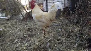 isa brown rooster (no crowing in the video)
