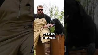 Как отучить собаку лаять