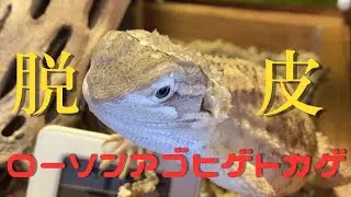 お迎えして3度目の脱皮•前編【ローソンアゴヒゲトカゲ】