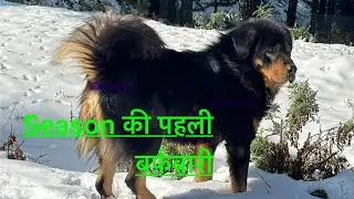 First snowfall of 2026 #Amar_kennel #Top quality dogs #Bhotia_dogs 
