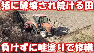 猪に壊される畦を修繕。堤防廃道2号線に接するたんぼの畦塗り。