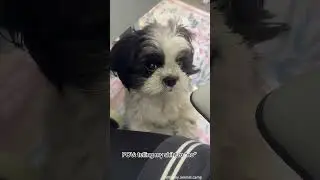 When You Have a Funny Shih Tzu#dog&nbsp;#doglover&nbsp;#funny&nbsp;#funnyvideos&nbsp;#foryou&nbsp;#fypage&nbsp;#fypツ&nbsp;#funnydog