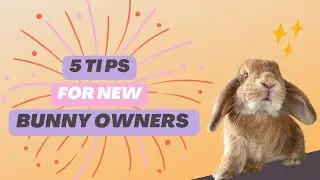 New Bunny Owner Tips | For a happy healthy bunny