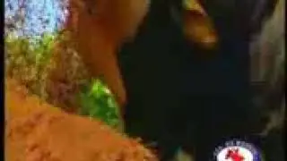 Touro  bandido