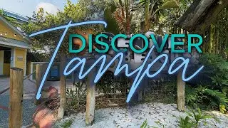 Discover Florida | African Penguins 🐧at ZooTampa at Lowry Park