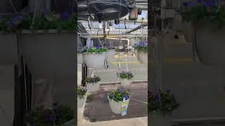Echo Auto Watering basket system & pansy baskets #greenhouse #gardening #pansies #spring #flowers