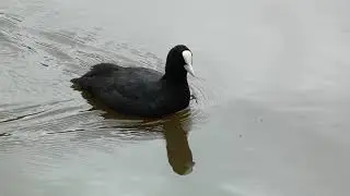 Two minutes in the life of a silly old coot bird on beautiful Lymm Dam Lake, Cheshire England UK