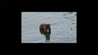 Olde English Bulldogge in Lake George #shorts