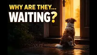Why Do Wild Animals Come to Our Doors?